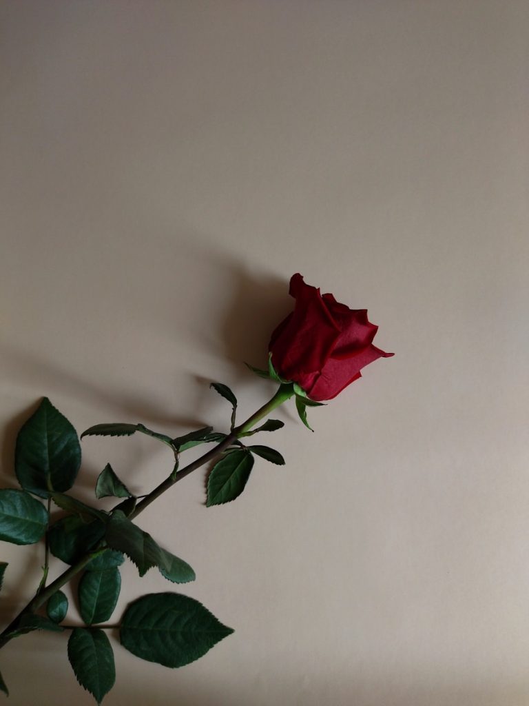 a single red rose sitting on top of a table